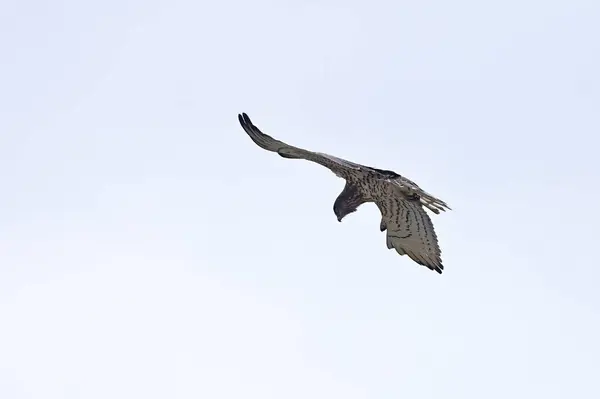 Short-toed Snake Eagle looking for prey in the sky. Circaetus gallicus. Birds of Turkey