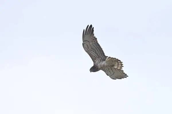 Snake Eagle Letar Efter Byten Himlen Circaetus Gallicus Fåglar Från — Stockfoto