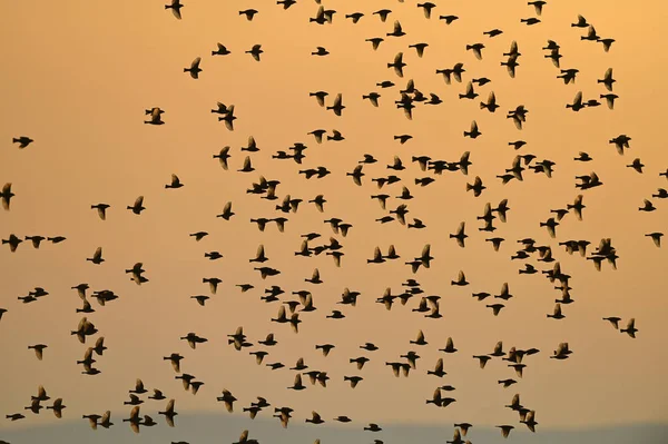 Spanska Sparven Flyger Flockar Vid Solnedgången Passer Hispaniolensis Flygande Spanska — Stockfoto
