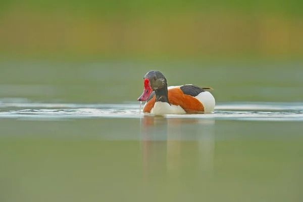 Red-billed duck swimming in the lake. Common Shelduck, Tadorna tadorna