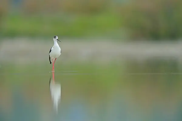 Stilt Pernas Vermelhas Asas Pretas Andando Lago Fundo Verde Himantopus — Fotografia de Stock