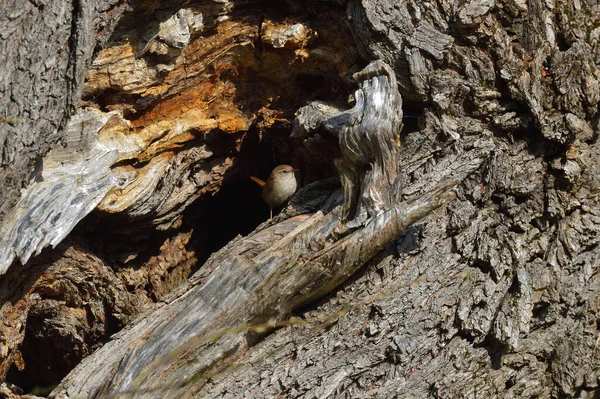 Avrasyalı Wren Bir Ağaç Deliğinden Dışarı Bakıyor Troglodit Trogloditleri — Stok fotoğraf