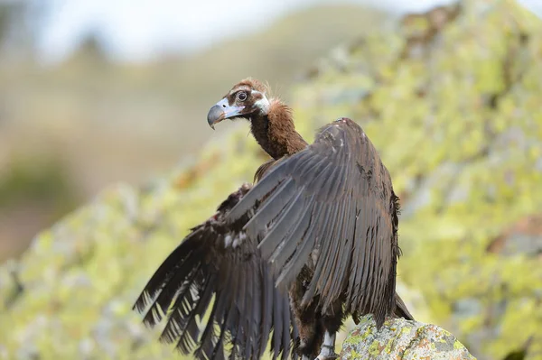 Porträtt Cinereous Vulture Gul Bakgrund Aegypius Monachus — Stockfoto