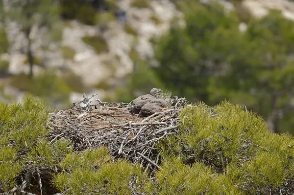 巢中的白尾鹰小鸡 Haliaeetus Albicilla 松树顶上的白尾鹰窝 — 图库照片