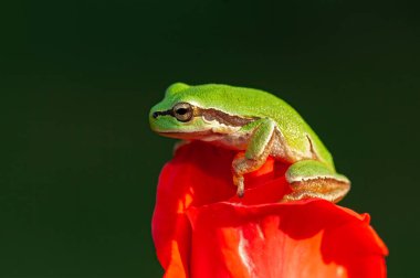 Avrupa ağaç kurbağası, Hyla arborea, açık yeşil arka planda çiçeğin üzerinde oturuyor. Doğa çevresindeki güzel yeşil amfibi. Nehir kenarındaki çayırda vahşi kurbağa, yaşam alanı..