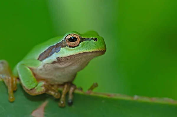欧洲树蛙 Arborea 坐在草稻草上 有清晰的绿色背景 美丽的绿色两栖动物在自然栖息地 河边草地上的野青蛙栖息地 — 图库照片