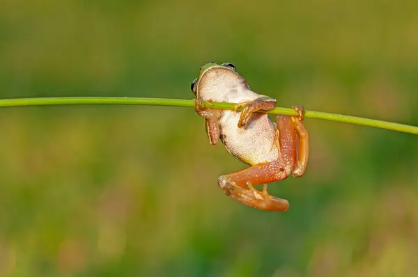 Békák Akrobatikus Lények Gyönyörű Zöld Kétéltű Természetben Vadbéka Réten Folyó — Stock Fotó