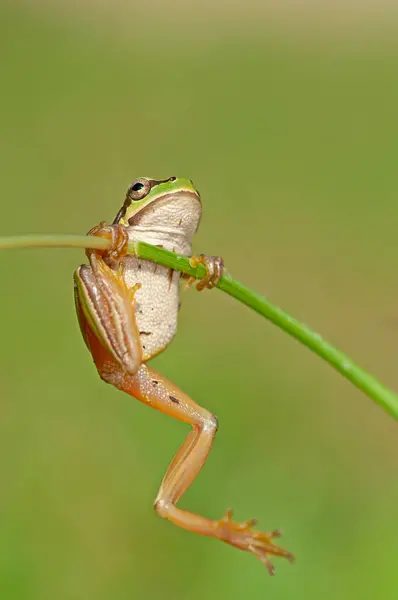 Лягушки Акробатические Существа Зеленая Земноводная Природе Дикая Лягушка Лугу Реки — стоковое фото