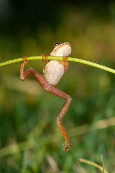 Żaby Drzewne Akrobatyczne Stworzenia Piękne Zielone Płazów Środowisku Naturalnym Dzika — Zdjęcie stockowe
