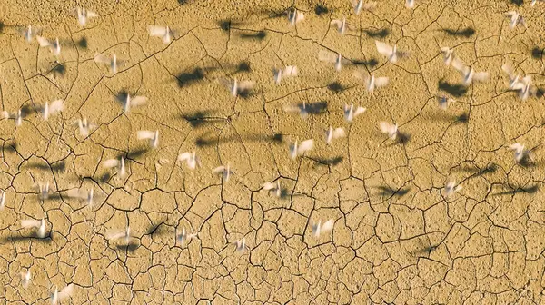 Seagulls Lake Dried Due Global Warming Drought — Stock Photo, Image