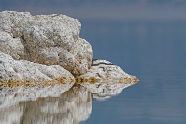 Çiftleşen zar yılanı (Natrix tessellata) doğada, yakın planda, Salda Gölü, Türkiye