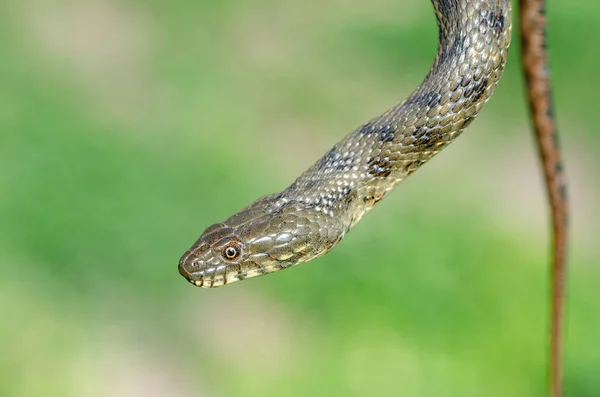 Serpiente Dados Serpiente Agua Natrix Tessellata Naturaleza Primer Plano Fondo —  Fotos de Stock