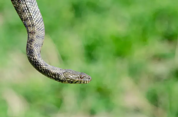 Dice Snake Water Snake Natrix Tessellata Nature Close Green Background — Fotografia de Stock