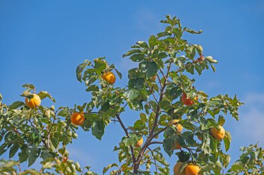 Hurma ağacının bahçesindeki dallara asılı taze meyve. Güzel, sulu, tatlı, sert, gevrek meyve ve meyveli hurma ağaçları..