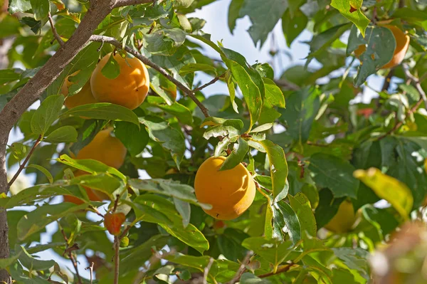 Hurma ağacının bahçesindeki dallara asılı taze meyve. Güzel, sulu, tatlı, sert, gevrek meyve ve meyveli hurma ağaçları..