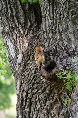 Kafkas sincabı (Sciurus anomalisi) bir ağaç gövdesiyle besleniyor.