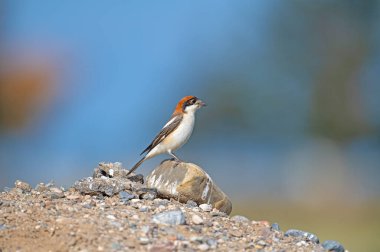 Woodchat Shrike (Lanius senatör) kayanın üzerinde. Mavi gökyüzü arkaplanı.