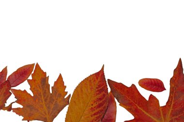 Beyaz arkaplanda sarı ve kırmızı sonbahar yaprakları.