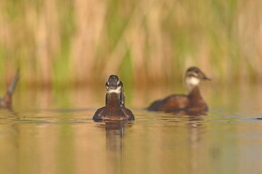 Dişi beyaz başlı ördek (Oxyura leucocephala) bir gölde yüzüyor. Sarı ve yeşil eğimli arkaplan.