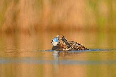 Beyaz başlı ördek (Oxyura leucocephala) bir gölde temizleniyor. Sarı ve yeşil renkli arkaplan. Mavi gagalı ördek.