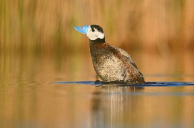 Beyaz başlı ördek (Oxyura leucocephala) bir gölde temizleniyor. Sarı ve yeşil renkli arkaplan. Mavi gagalı ördek.