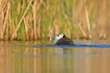 Beyaz başlı erkek ördek (Oxyura leucocephala) bir gölde yüzüyor ve gülümsüyor. Sarı ve yeşil renkli arkaplan. Mavi gagalı ördek.