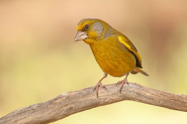 Bir dalın üzerinde duran Avrupalı erkek ispinoz (Chloris chloris). Bulanık arkaplan.