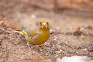 Avrupa erkek ispinozu (Chloris chloris) suyun kenarında beslenir.