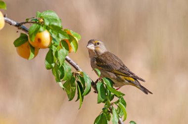 Bir erik ağacının dalında Avrupa ispinozu (Chloris Chloris). Bulanık ve doğal arkaplan.