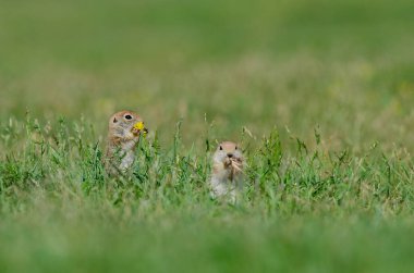 Yavru yer sincabı sarı çiçeği yer. Şirin, komik, hayvan zemin sincabı. Yeşil doğa arkaplanı.