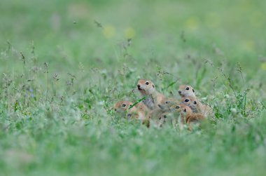 Otların arasında bir grup meraklı sincap yavrusu. Şirin, komik, hayvan zemin sincabı. Yeşil doğa arkaplanı.