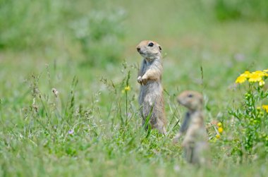 Ana yer sincabı ve yavru sincap ön planda. Şirin, komik, hayvan zemin sincabı. Yeşil doğa arkaplanı.