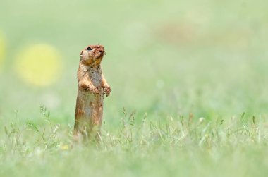 Vücudunun her yerinde çamur olan yer sincabı. Şirin, komik, hayvan zemin sincabı. Yeşil doğa arkaplanı.