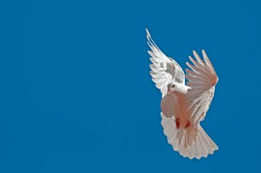 Beyaz barış güvercini mavi gökyüzü arka planında özgürce uçuyor..