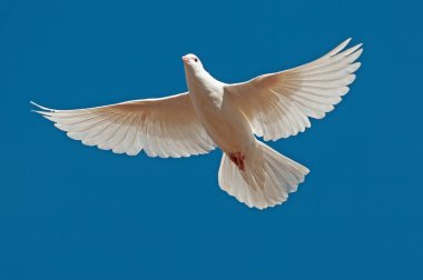 Beyaz barış güvercini mavi gökyüzü arka planında özgürce uçuyor..