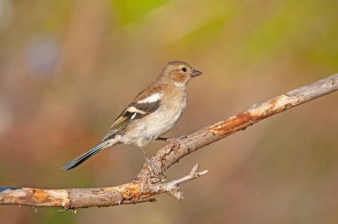 Dişi Chaffinch (Fringilla coelebs) bir dal üzerinde.