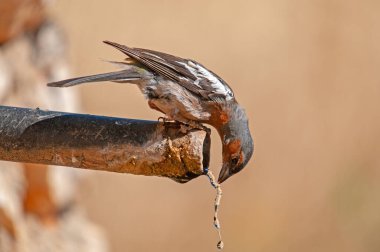 Chaffinch (Fringilla coelebs) çeşmeden su içiyor. Kuş içme suyu.