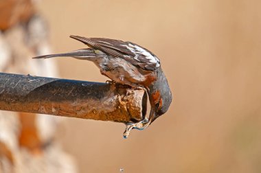 Chaffinch (Fringilla coelebs) çeşmeden su içiyor. Kuş içme suyu.