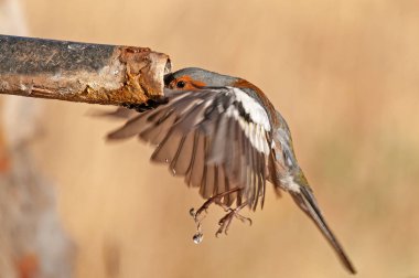 Chaffinch (Fringilla coelebs) çeşmeden su içiyor. Kuş içme suyu.