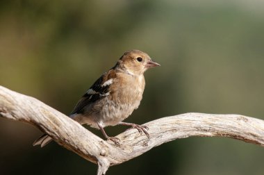 Dişi Chaffinch (Fringilla coelebs) bir dal üzerinde.