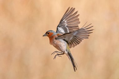 Kanatları açık uçmak yaygın Chaffinch (Fringilla coelebs). Küçük kuş uçuyor.