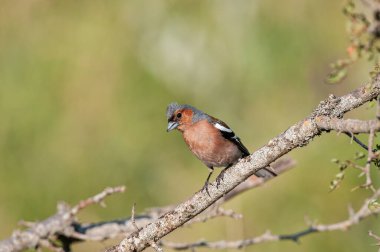 Erkek ortak chaffinch (Fringilla coelebs) bir dal üzerinde.