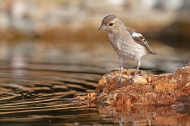 Yaygın Chaffinch (Fringilla coelebs) kayanın üzerinde.