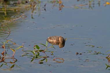 Avcılar tarafından çekilen bir su kuşu..