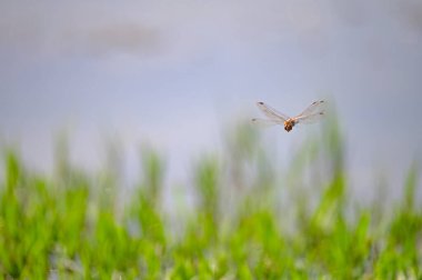 Yusufçuk bir sazlıkta çiftleşiyor..