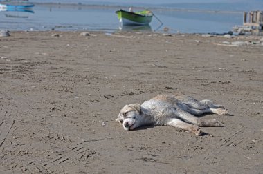 Göl kenarında yatan sokak köpeği..