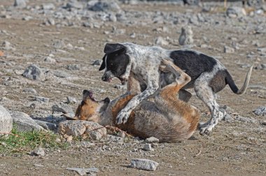 Sokakta kavga eden iki köpek..