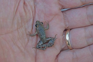 Levant Su Kurbağası veya Bedriaga Kurbağası, Pelophylax bedriagae, insanın elinde, karın bölgesinin fotoğrafı..