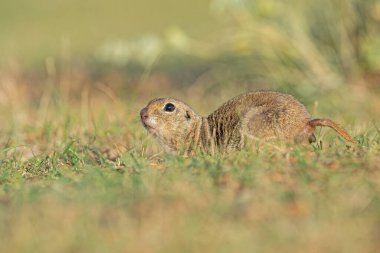 Bir Anadolu Souslik-Zemin Sincabı (Spermophilus xanthoprymnus) dışkılıyor.