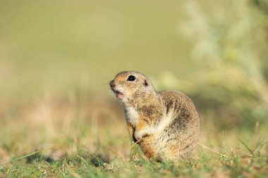 Anadolu Souslik-Zemin Sincabı (Spermophilus xanthoprymnus).